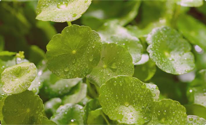 Centella Reversa™